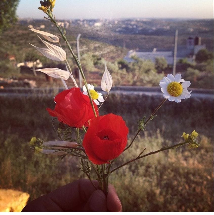 A hand holds wild red poppies and chamomile against a sunlit Palestinian hillside — Love Letters to Palestine